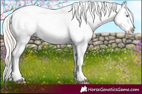 Horse Color:Palomino Pearl Blanket Rabicano