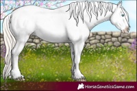 Horse Color:Palomino Pearl Blanket Rabicano 