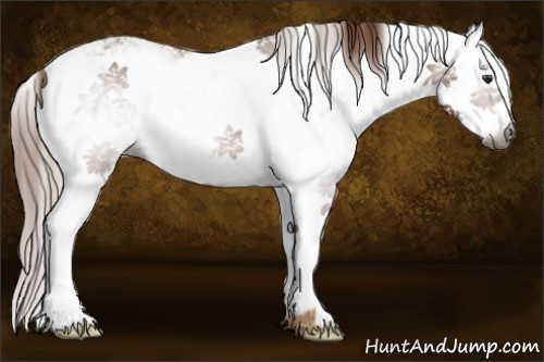 Horse Color:Gray Chestnut Sabino 