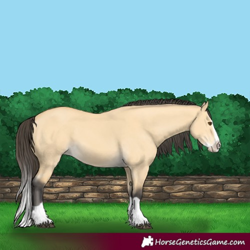 Horse Color:Buckskin Dun Splash 