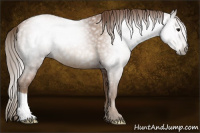 Horse Color:Gray Black Pearl