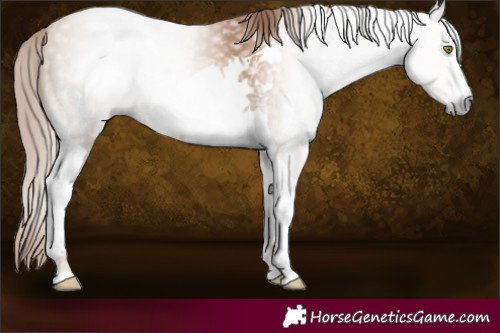 Horse Color:Gray Chestnut Pearl Tobiano 