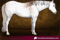 Horse Color:Gray Chestnut Pearl Tobiano 