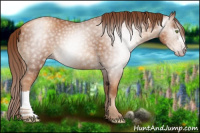 Horse Color:Gray Gold Champagne