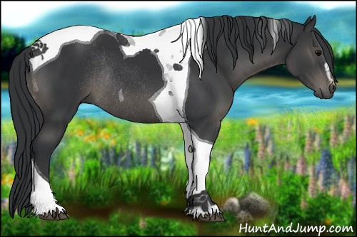 Horse Color:Black Sabino Tobiano Rabicano 