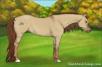 Horse Color:Red Dun 