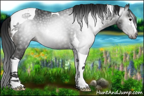 Horse Color:Gray Black Sabino Tobiano Rabicano