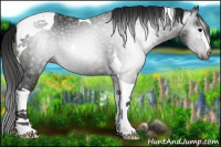 Horse Color:Gray Black Sabino Tobiano Rabicano