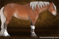 Horse Color:Silver Bay Sabino Tobiano Rabicano