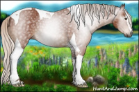 Horse Color:Gray Silver Bay Sabino Tobiano Rabicano