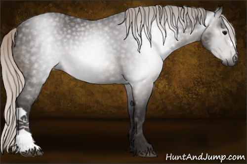 Horse Color:Gray Silver Blue Roan 