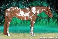 Horse Color:White Spotted Chestnut 