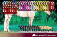 Horse Color:White Spotted Palomino Pearl Dun 