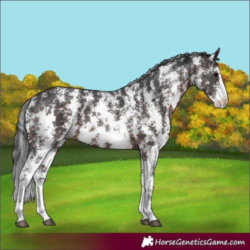 Horse Color:Brown Sabino