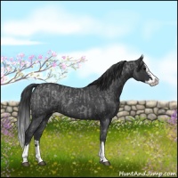 Horse Color:Blue Roan Sabino Splash Varnish  and Blue Roan Sabino Splash Varnish Rabicano 
