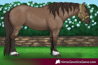 Horse Color:Liver Red Dun 