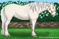 Horse Color:Cremello Dun 