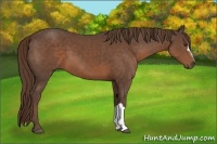 Horse Color:Liver Chestnut 