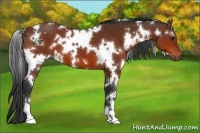 Horse Color:White Spotted Bay 