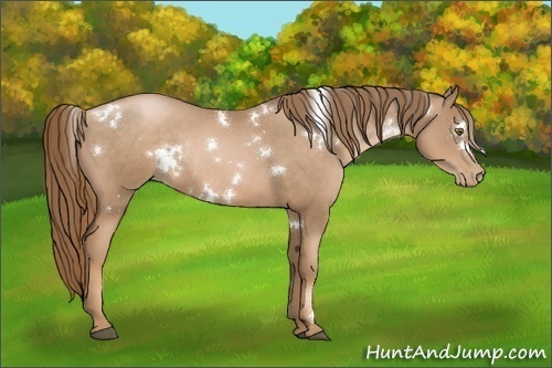 Horse Color:White Spotted Liver Chestnut Pearl Rabicano 