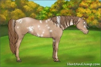Horse Color:White Spotted Liver Chestnut Pearl Rabicano 