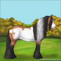 Horse Color:Bay Frame 