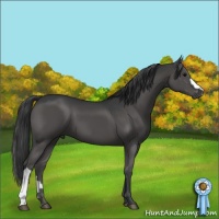 Horse Color:Black 