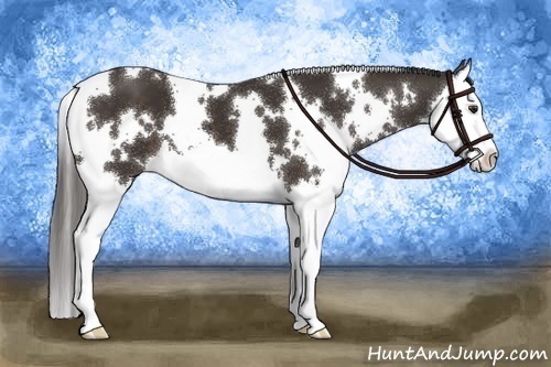 Horse Color:White Spotted Liver Chestnut Splash 