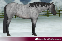 Horse Color:Brown Roan 