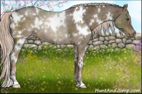 Horse Color:White Spotted Chocolate Palomino Sabino 