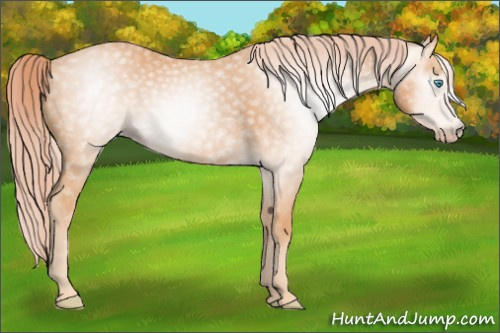 Horse Color:Gray Cremello 