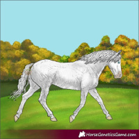 Horse Color:Silver Smoky Creme Appaloosa Rabicano 
