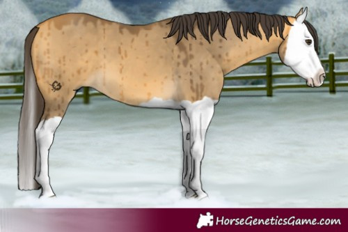 Horse Color:Buckskin Dun Splash Brindle