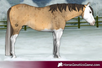 Horse Color:Buckskin Dun Splash Brindle 