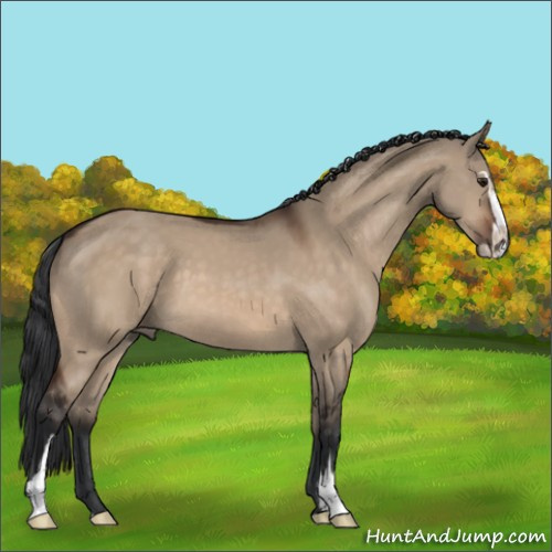Horse Color:Brown Dun Sabino 