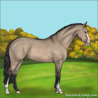 Horse Color:Brown Dun Sabino 