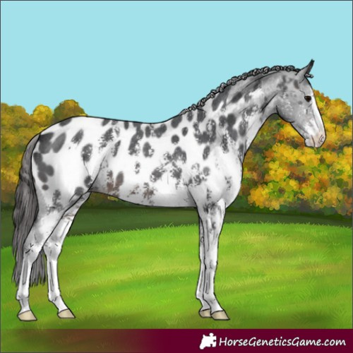 Horse Color:Brown Sabino Appaloosa 