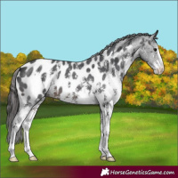 Horse Color:Brown Sabino Appaloosa 