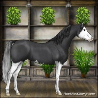 Horse Color:Blue Roan Splash 