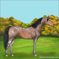 Horse Color:Void Bay Ice 