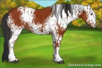 Horse Color:White Spotted Bay 