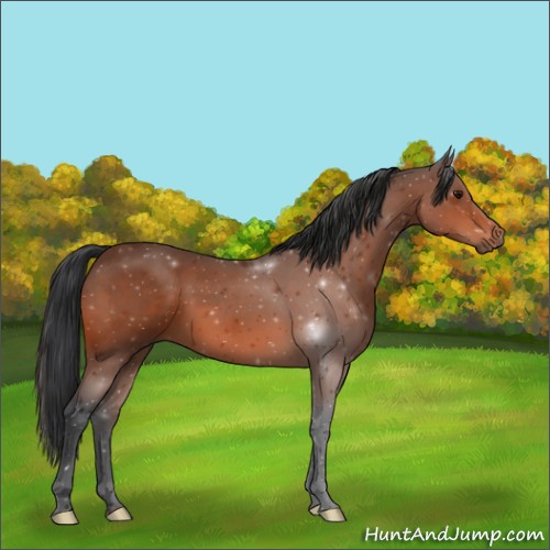 Horse Color:Void Bay 