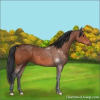 Horse Color:Void Bay 