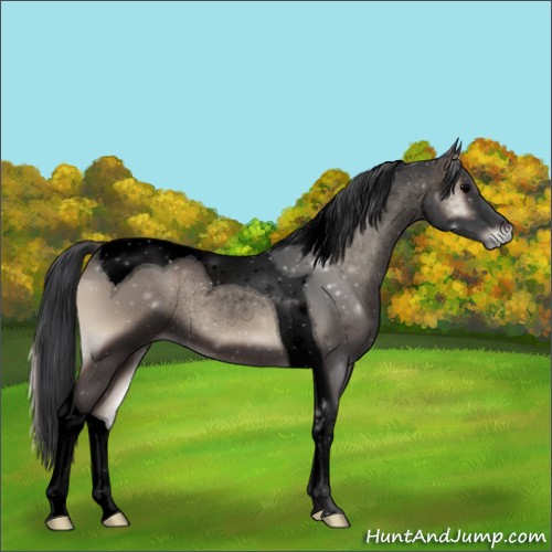 Horse Color:Void Blue Onyx Tobiano 