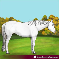 Horse Color:White Spotted Black Splash Tobiano Frame Appaloosa 