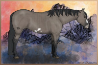 Horse Color:Grullo Frame Brindle