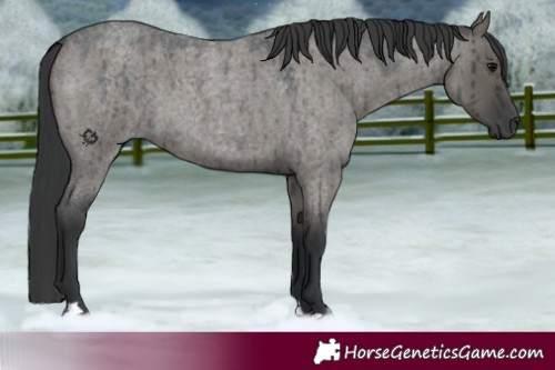 Horse Color:Grullo Roan Brindle 