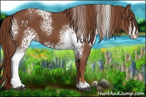 Horse Color:White Spotted Chestnut