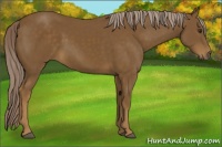Horse Color:Chocolate Palomino 
