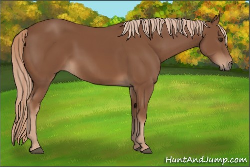 Horse Color:Chestnut 